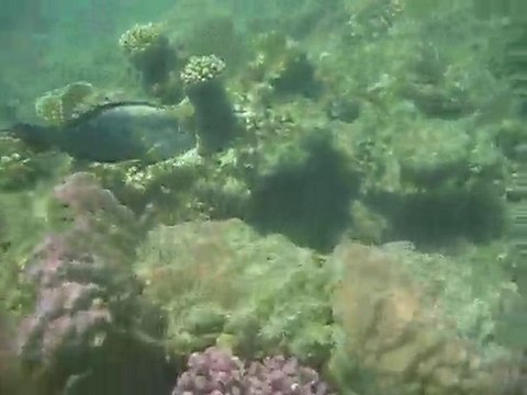 Plongée Marsa Alam
