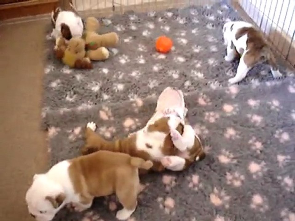 chiots de Be so good à 4 semaines et 4 jours