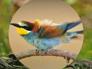 ŚLĄSKIE PTOSZKI   wyk.  ADI