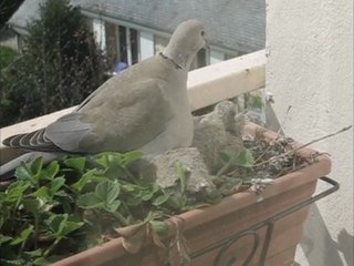 2010 04 tourterelle acte 1 scène 3