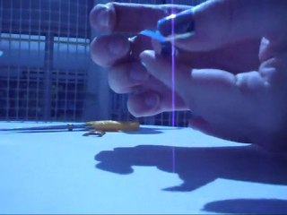 comment mettre un foil ?