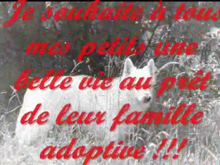 premiere portée de criska_0001