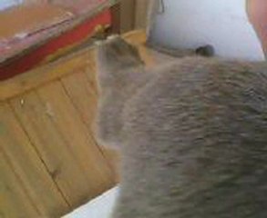 CUCCIOLI DI 10 GIORNI DA ZINGARELLA E ZEUS  BESTSECURITYDOG