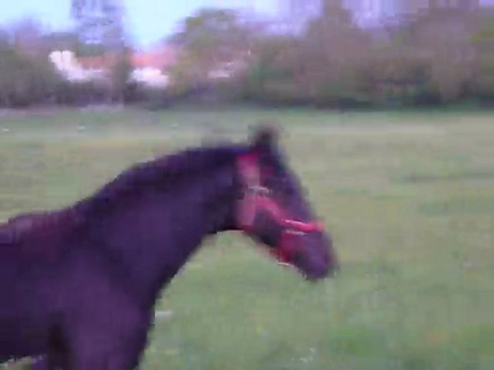 Poulain en face de chez moi :D