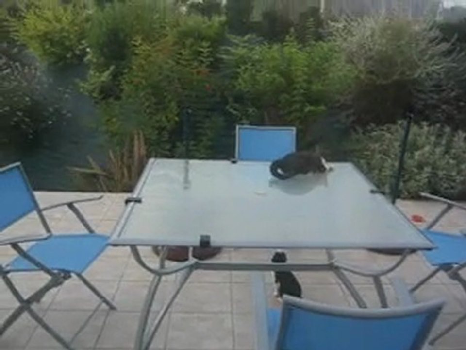 Jeu de chats !