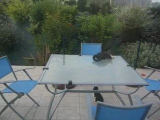Jeu de chats !
