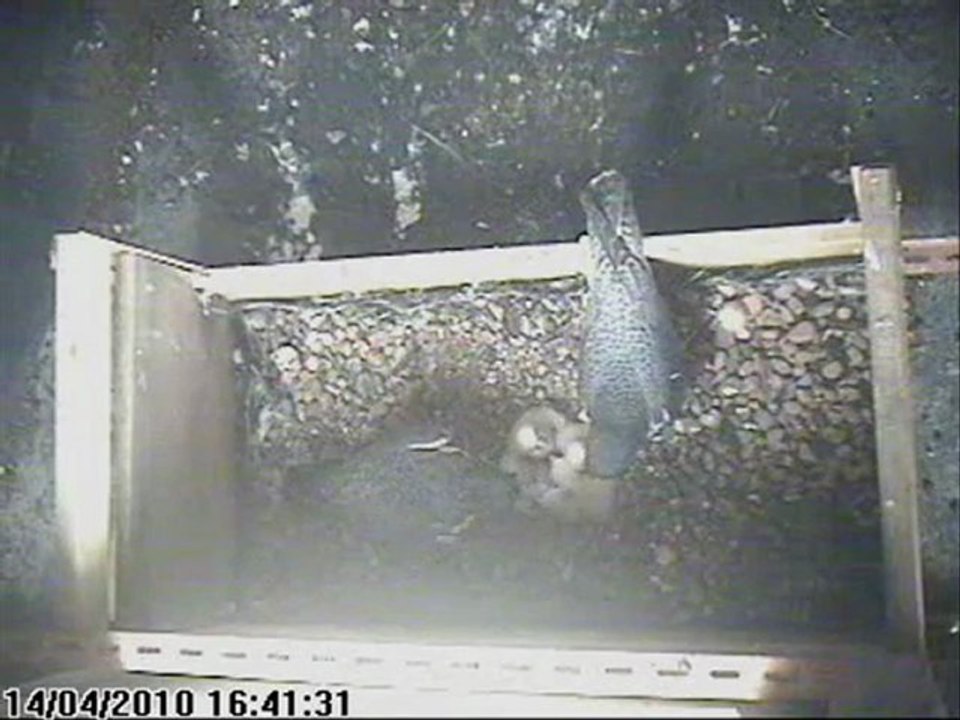 Faucon pèlerin Nancy (54, FR) nourrissage 2010