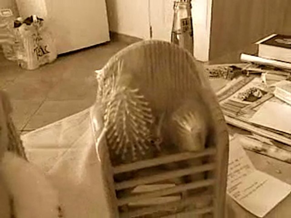 Gefangen auf Mallorca Teil 4