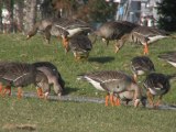 Sitka's Greater White Fronted Geese