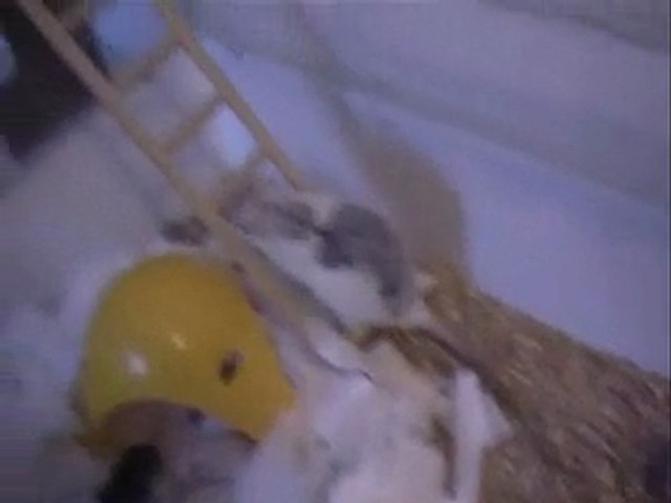 les petits ont deux semaine !