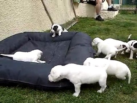 Les petits loulous a 4 semaines