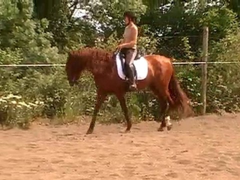 yoguor jem unique étalon pure race espagnol alezan