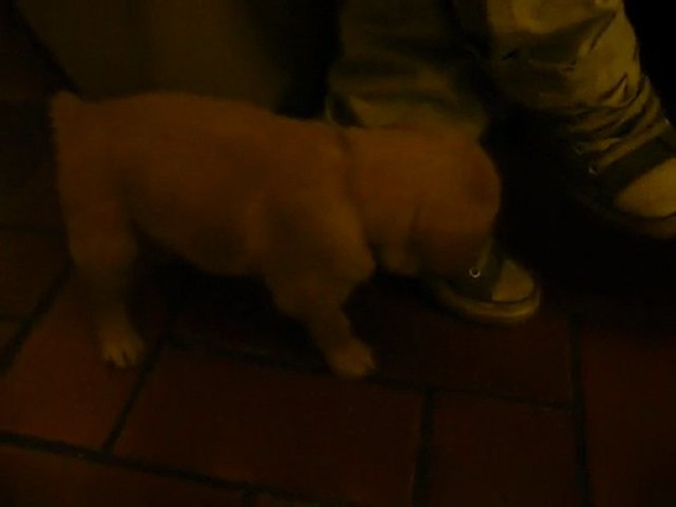 chiot