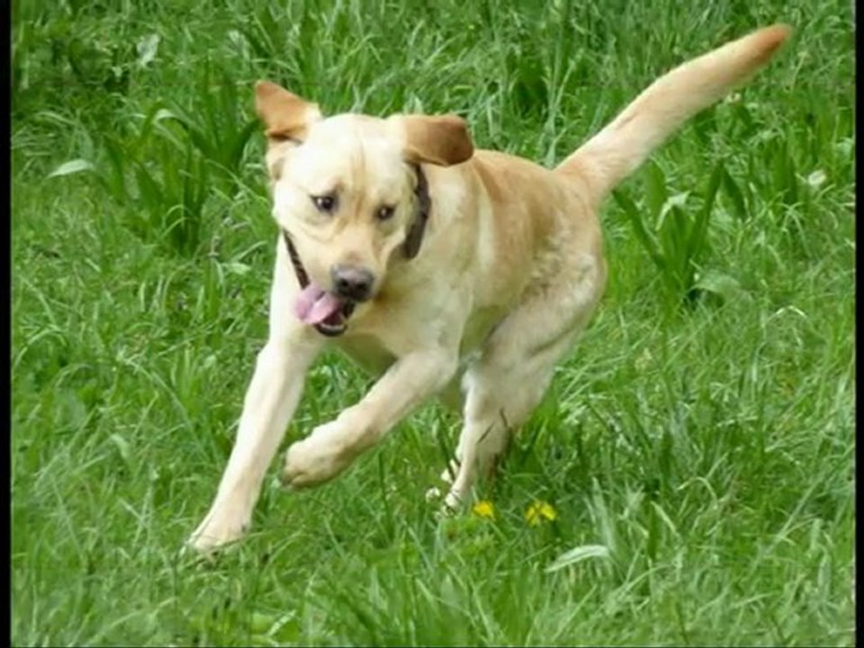 Au refuge des Amis des Bêtes à Aix les bains