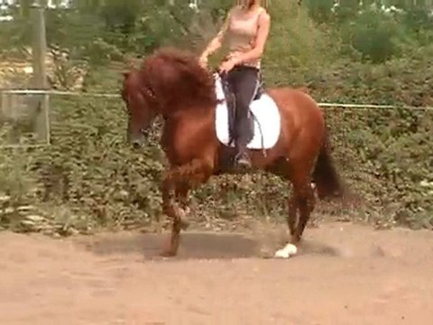 yoguor jem étalon pure race espagnol alezan