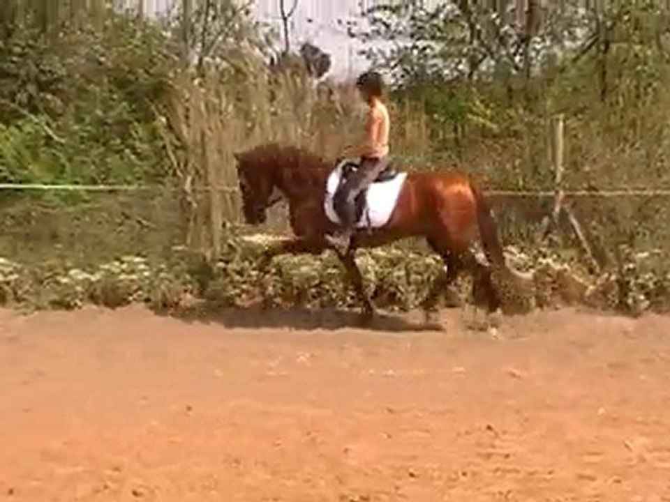 yoguor jem pure race espagnol