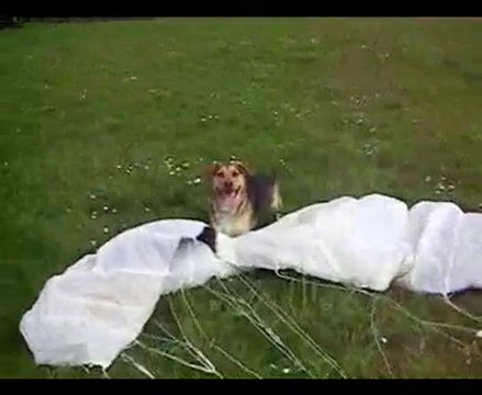 django vs kite - Accident Crash 2010 - gag