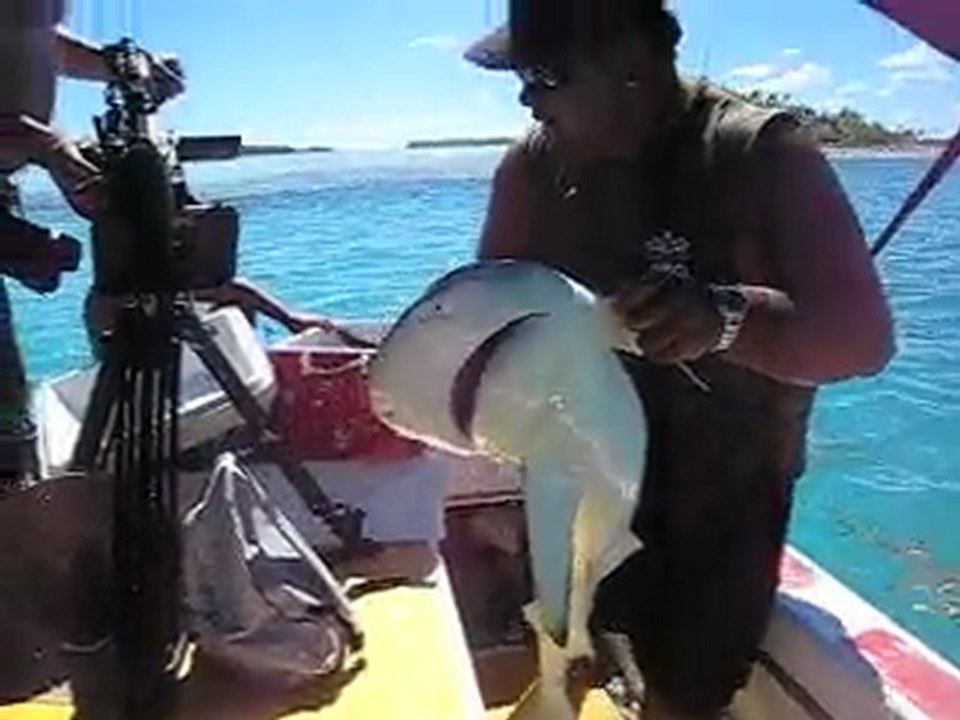 Shark feeding
