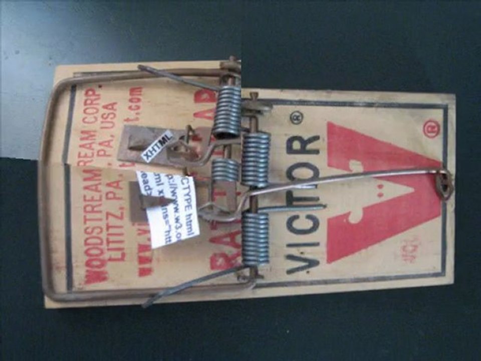 How to catch a mouse