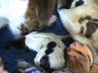 Naissance des chiots (Moyen) 2