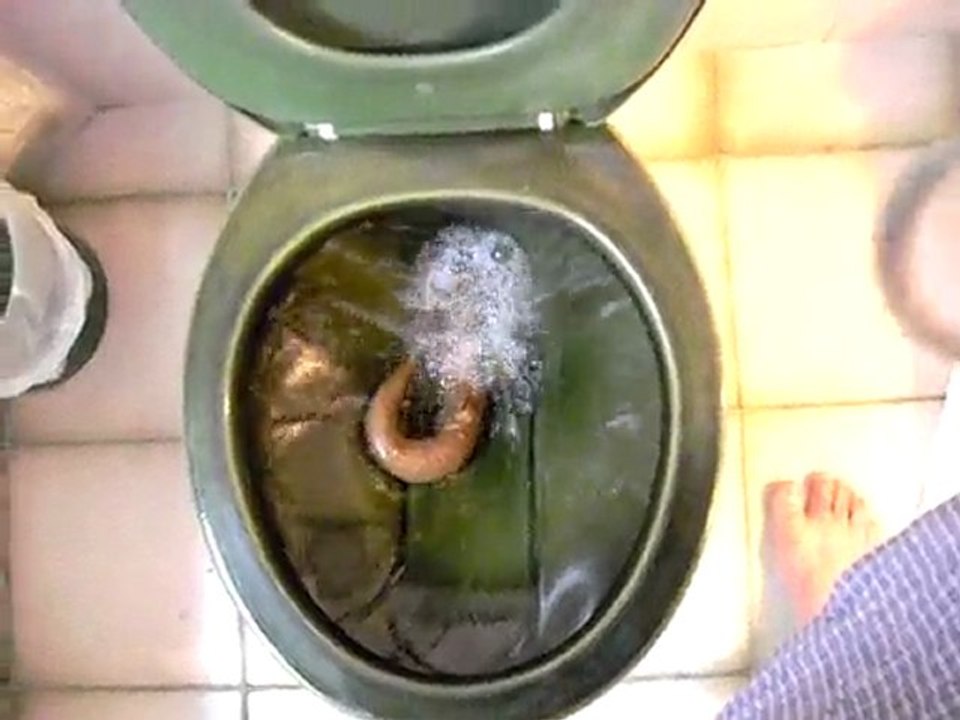 Cobra Anaconda Serpente no banheiro produced VOCVIEWS 2010