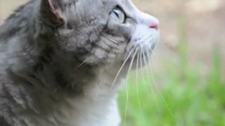 Nikon D90 Video of Zephyr (my cat) [4/25/10] - 367