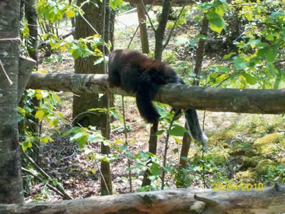 Journée à "La Vallée des Singes"