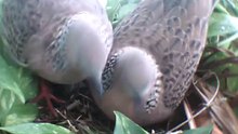 Spotted Dove's nest