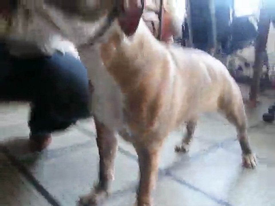 Buck