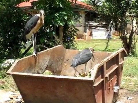 Nil - 6300 km jusqu'à la Méditerranée