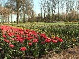 Visitors flock to see millions of Dutch tulips
