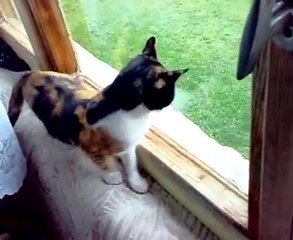 Kedilerin imkansız aşkı ( impossible love of cats )