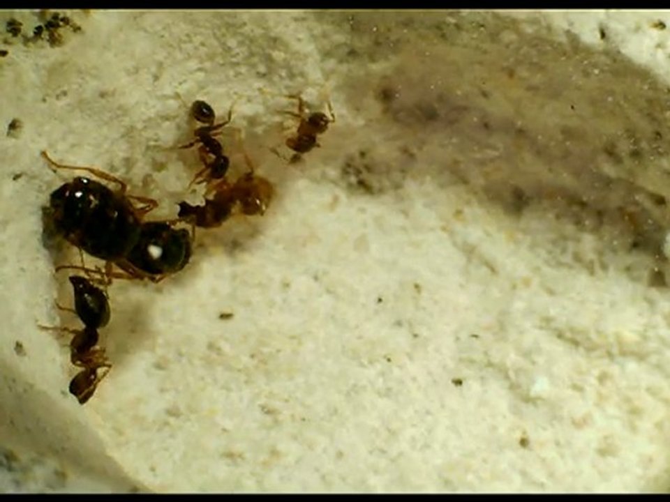 pheidoles pal et couvain