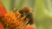 Le mystère de la disparition des abeilles sur ARTE