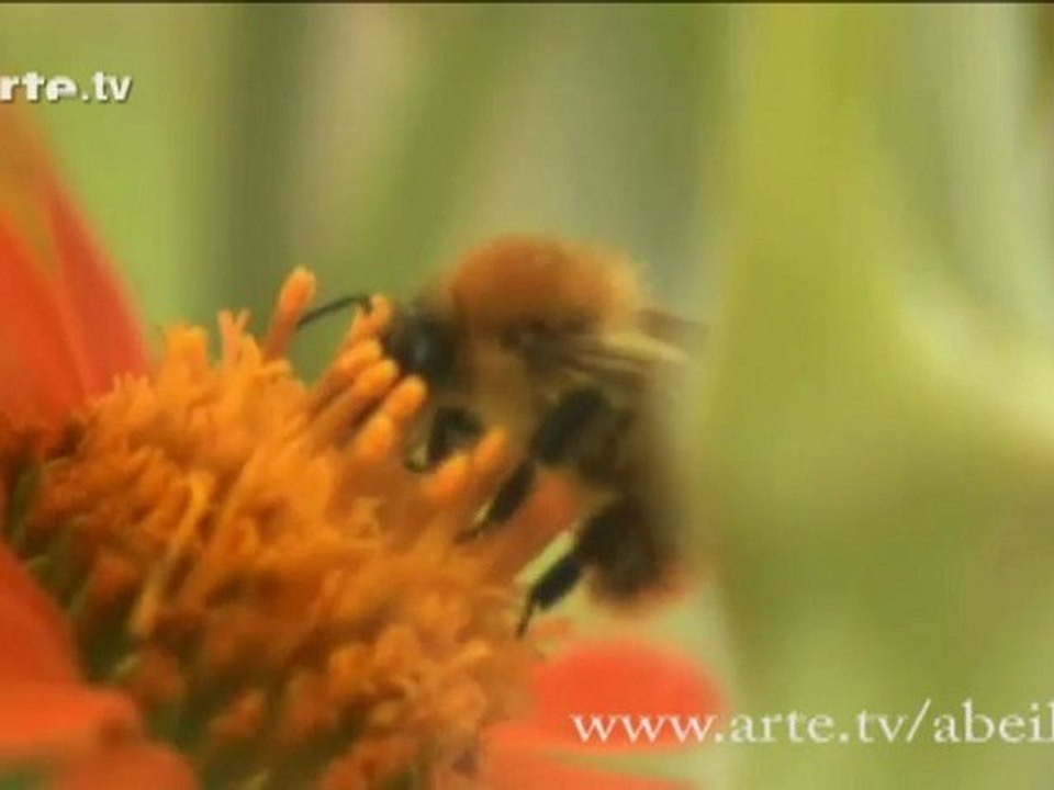 Le mystère de la disparition des abeilles sur ARTE