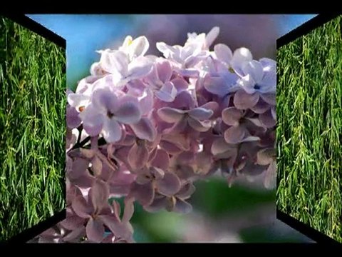 JARDIN COTE MER OU JARDIN COTE GARRIGUE