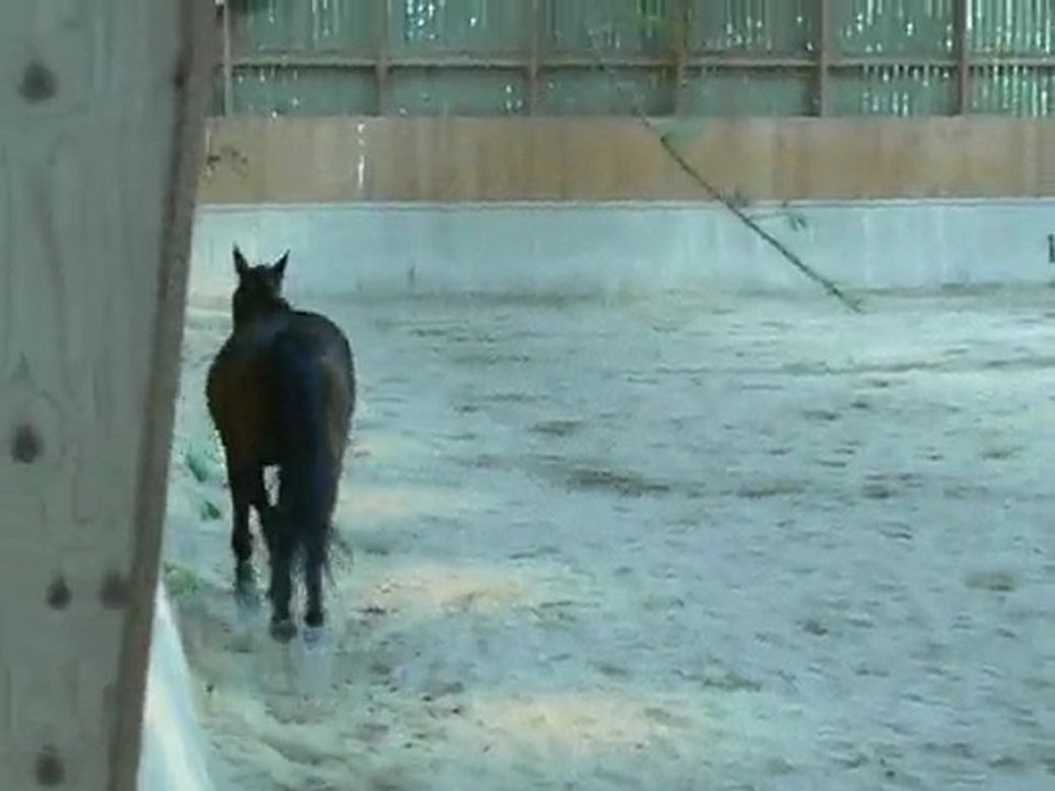 quador en liberté croix