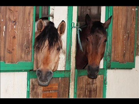 Homage à notre gros nounours: Ewock