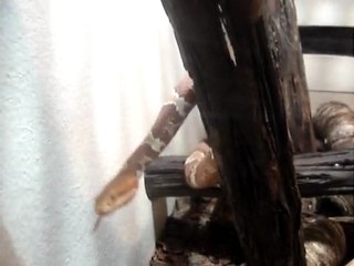 serpent paradisio 2009