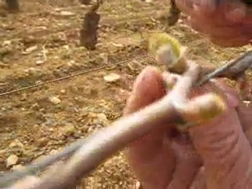 Dans les vignes 1
