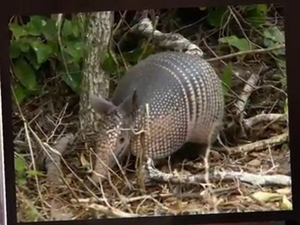 La chasse au tatou par Thomas Fersen (2003)