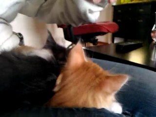 Ziggy(namn kanske ändras)