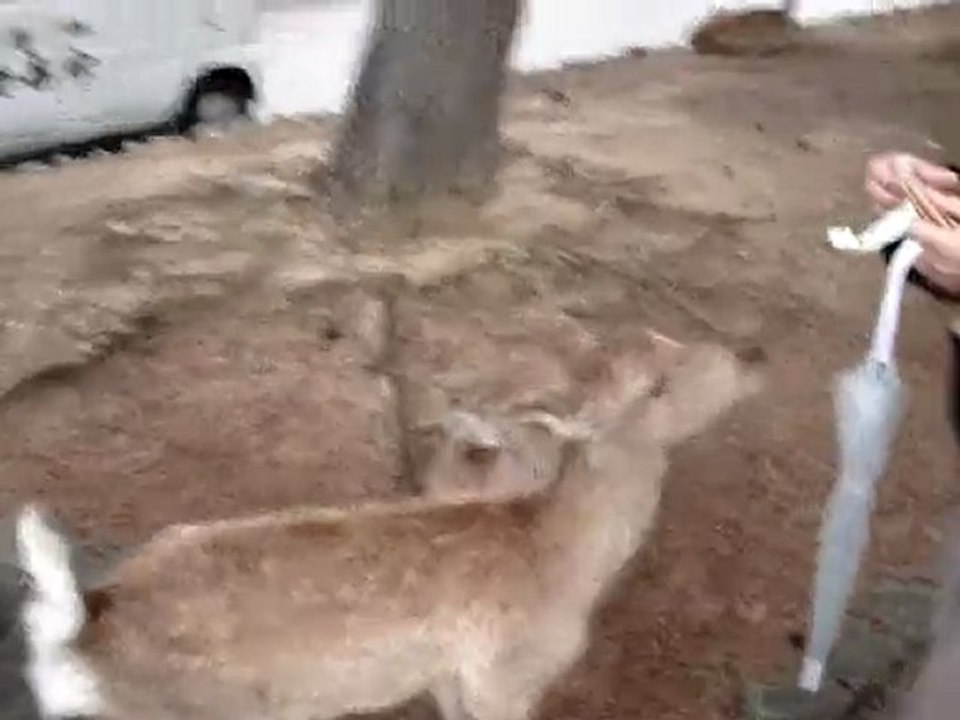 dains à Nara au Japon