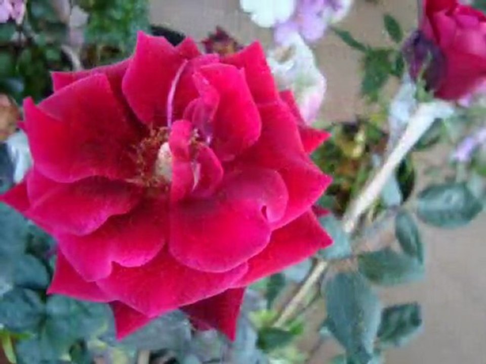 Primavera