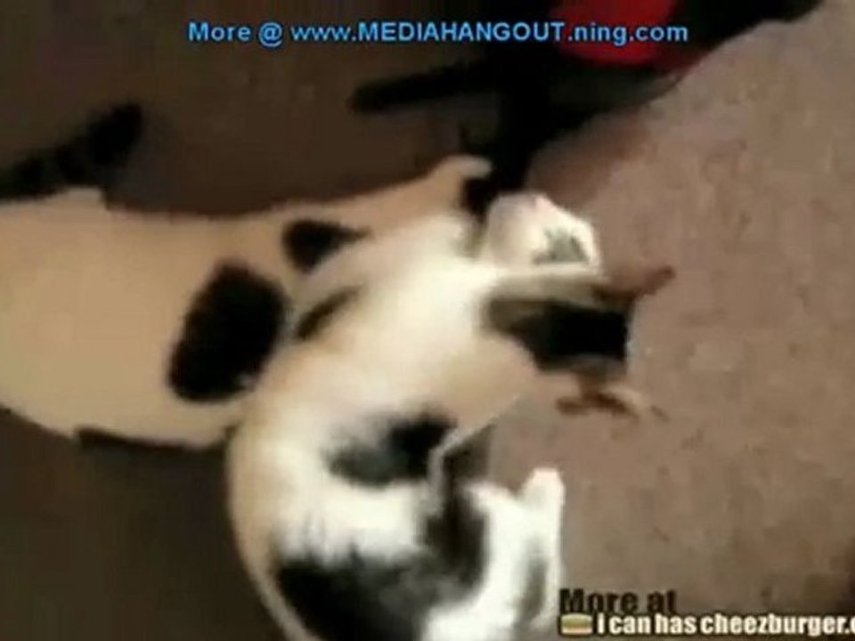 Kitteh Bathing Attack!
