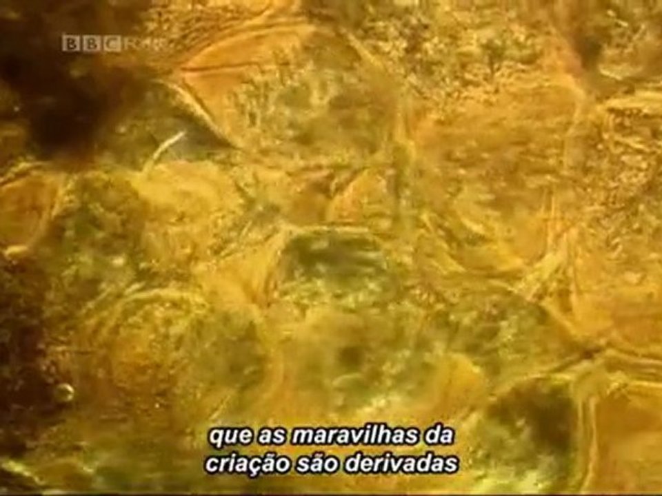 BBC - A Vida Secreta DO CAOS - PARTE 2
