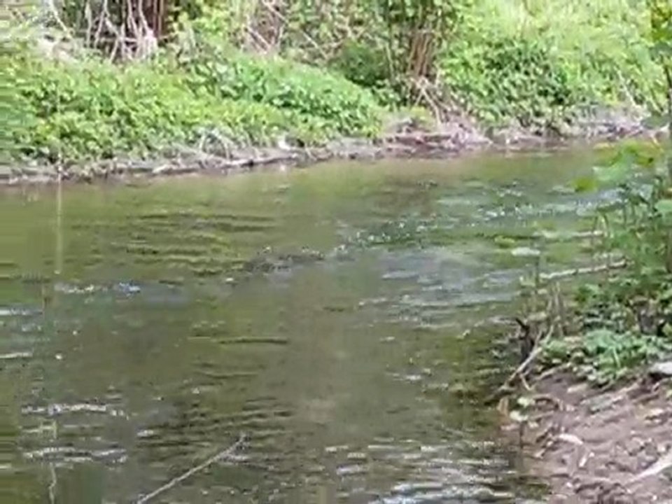 pèche a la mouche sèche en petite rivière !