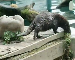 otters