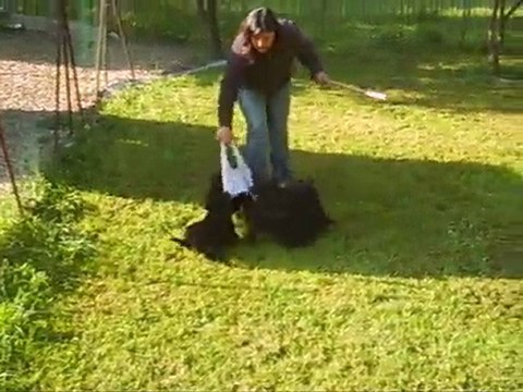 Chiots groenendaels 7 semaines