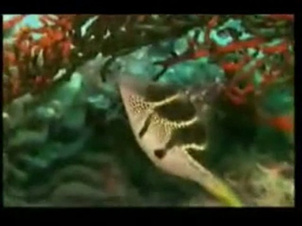 la illaha illallah ( anachid, anasheed)